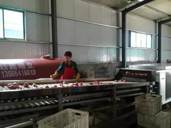 薯立方红薯种植基地,薯立方管理有限公司怎么样