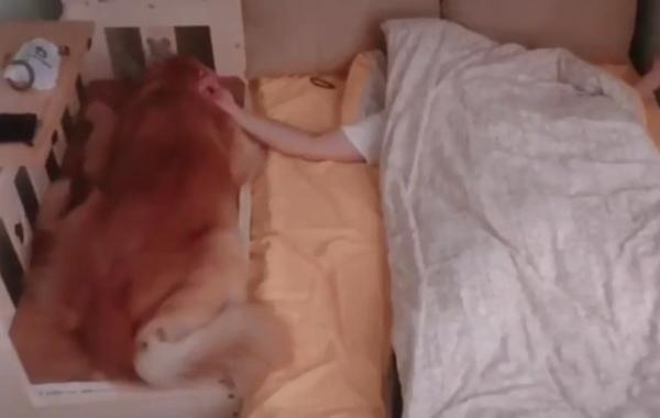 金毛半夜爬主人床睡觉,金毛躺着睡觉要主人摸它吗