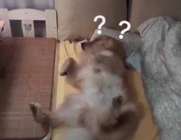 金毛半夜爬主人床睡觉,金毛躺着睡觉要主人摸它吗