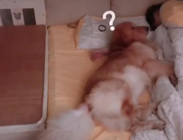 金毛半夜爬主人床睡觉,金毛躺着睡觉要主人摸它吗