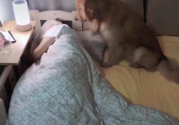 金毛半夜爬主人床睡觉,金毛躺着睡觉要主人摸它吗