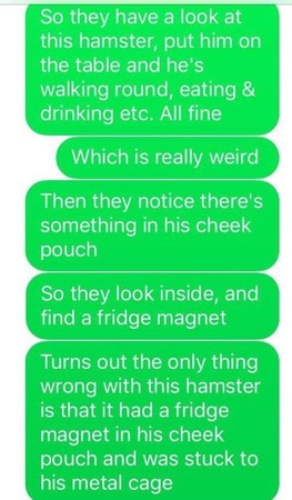 仓鼠不吃不喝奄奄一息,仓鼠不吃不喝能活多久怎么救活