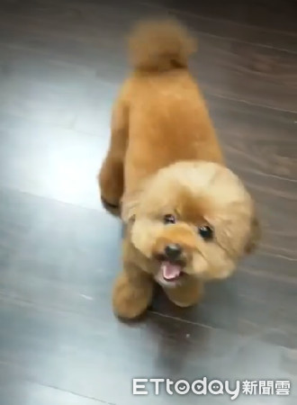 贵宾狗洗澡的正确方法,贵宾犬洗澡后怎么拉毛