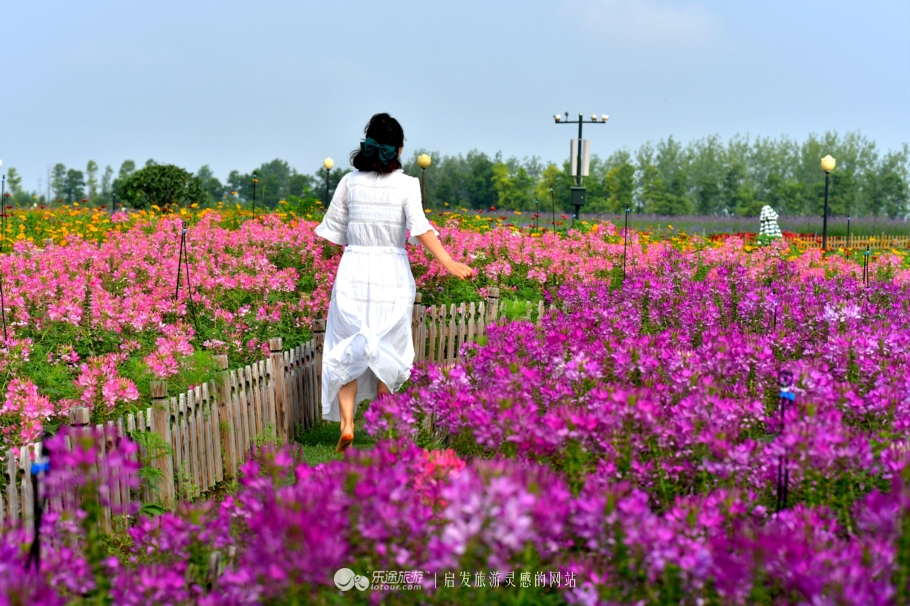 荷兰郁金香花海在哪个地方,盐城大丰荷兰郁金香花海