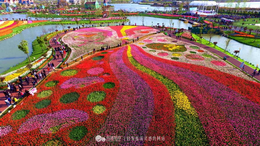 荷兰郁金香花海在哪个地方,盐城大丰荷兰郁金香花海