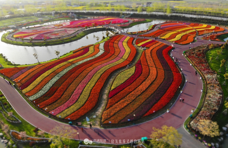 荷兰郁金香花海在哪个地方,盐城大丰荷兰郁金香花海