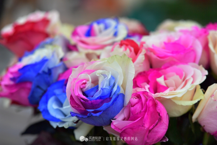 荷兰郁金香花海在哪个地方,盐城大丰荷兰郁金香花海