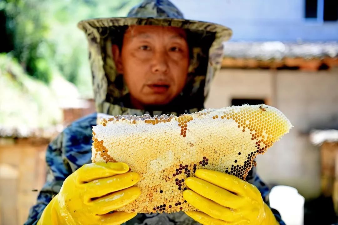 铅山天柱山：山中木桶成“绿色提款机”