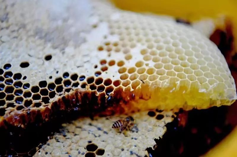 铅山天柱山：山中木桶成“绿色提款机”