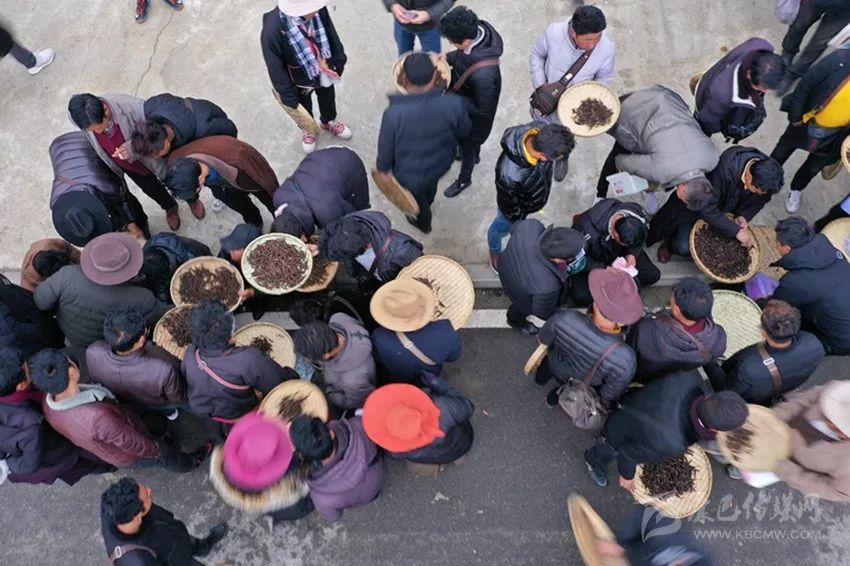 四川藏区最大的虫草产区和交易集散地理塘县启动虫草采集管理工作
