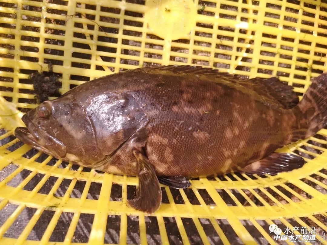 国内能养的虎类品种排行,什么品种的虎最好养