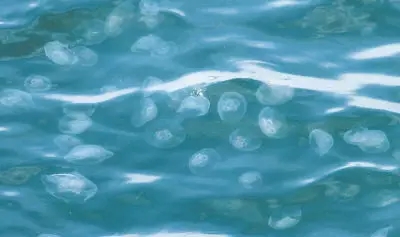 对烟台人来说，不洗海澡（xiajiaozi）就不算过夏天