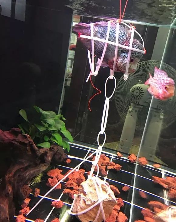 我的罗严重失鰾，都说救不活了但依旧给了我奇迹