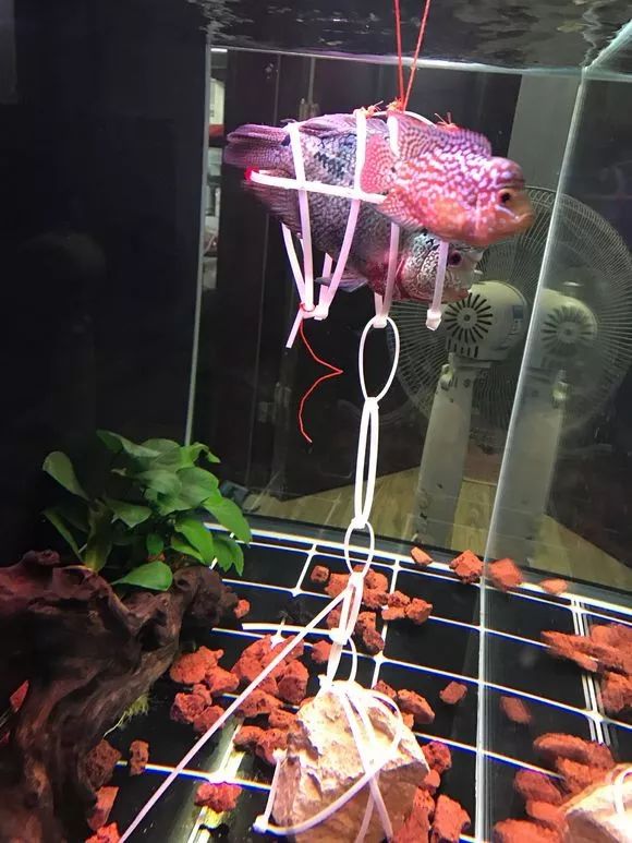 我的罗严重失鰾，都说救不活了但依旧给了我奇迹