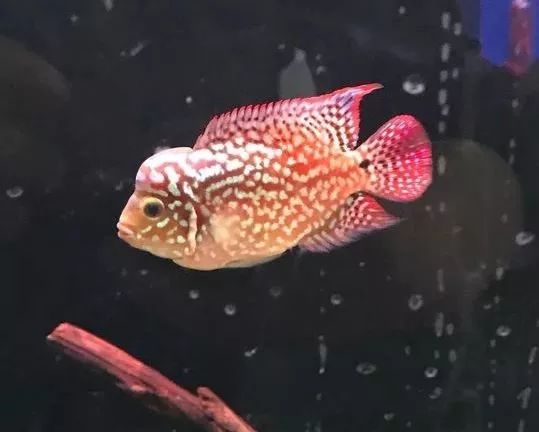 我的罗严重失鰾，都说救不活了但依旧给了我奇迹