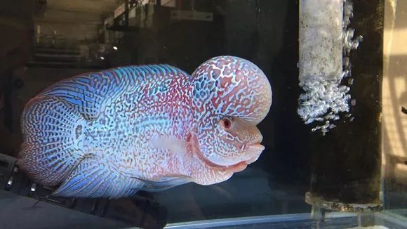 我的罗严重失鰾，都说救不活了但依旧给了我奇迹