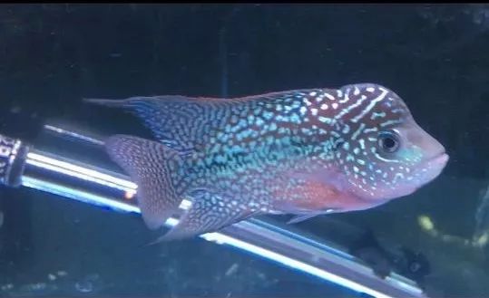 我的罗严重失鰾，都说救不活了但依旧给了我奇迹