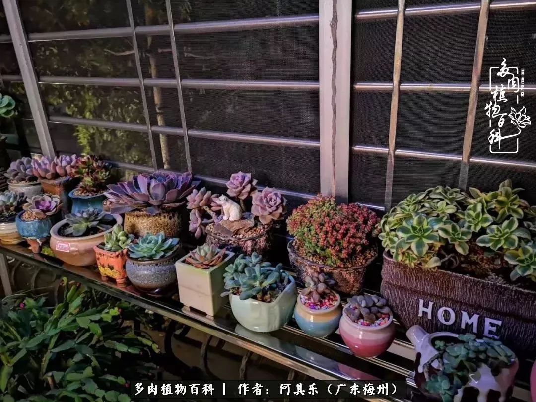 我的阳台“肉园”，看着它们，亦可醉生梦死了