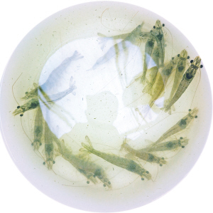 从海虾淡养中涵养安康水产品蕴藏的天赋