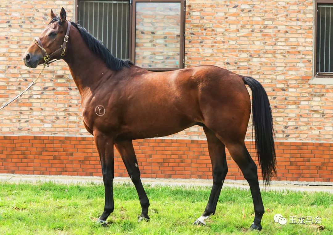 名马之后，发现无限“商机”！国际赛冠军登陆第六期“玉龙”马匹网络拍卖会