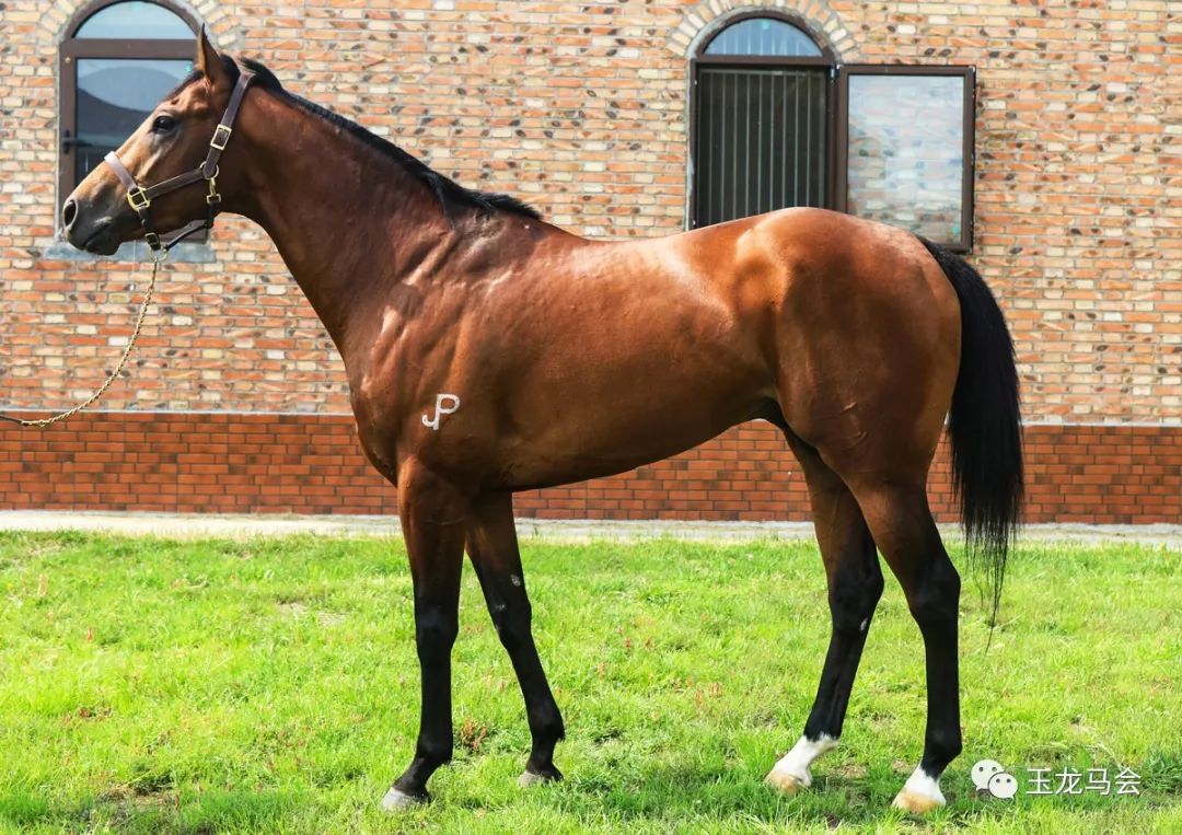 名马之后，发现无限“商机”！国际赛冠军登陆第六期“玉龙”马匹网络拍卖会