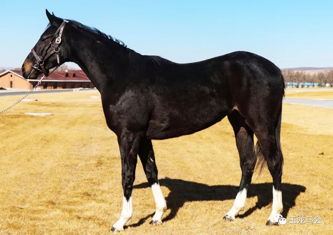 名马之后，发现无限“商机”！国际赛冠军登陆第六期“玉龙”马匹网络拍卖会