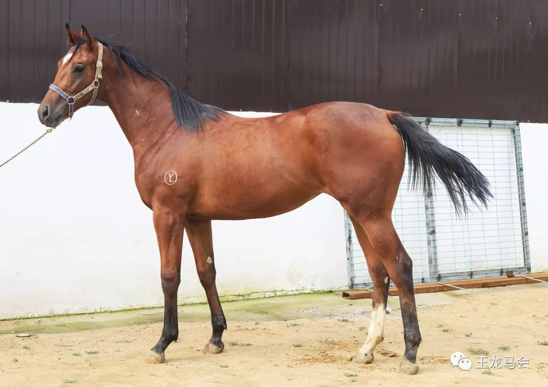 名马之后，发现无限“商机”！国际赛冠军登陆第六期“玉龙”马匹网络拍卖会