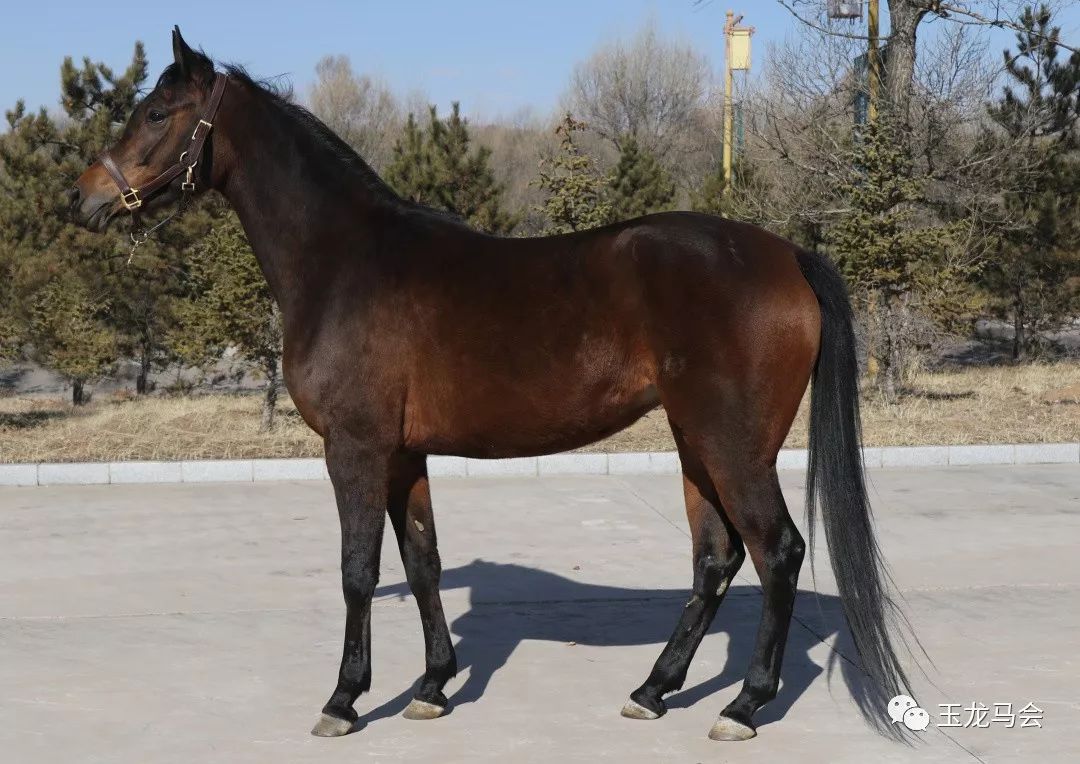 名马之后，发现无限“商机”！国际赛冠军登陆第六期“玉龙”马匹网络拍卖会