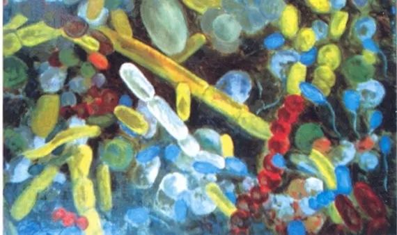 akk益生菌有什么功效,万能益生菌效果怎么样