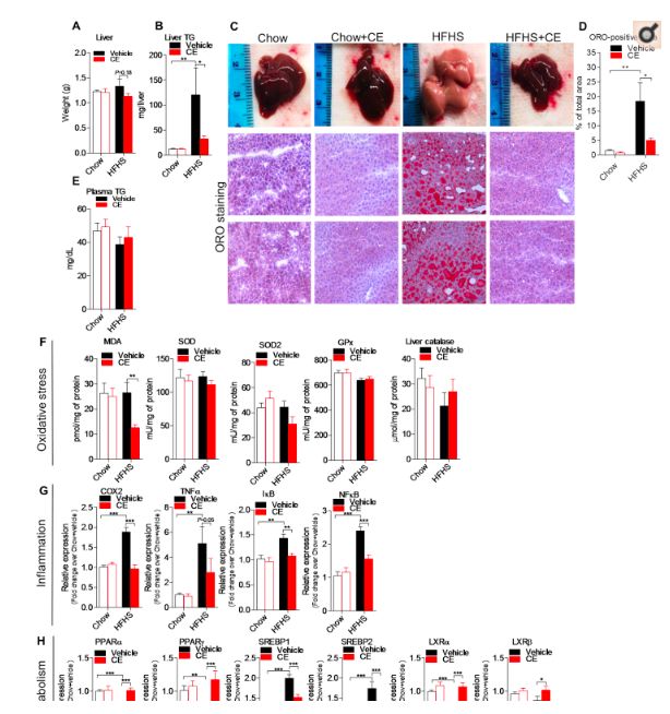 akk益生菌有什么功效,万能益生菌效果怎么样