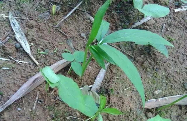 一吹即散的蒲公英图片,一吹就散的蒲公英什么意思