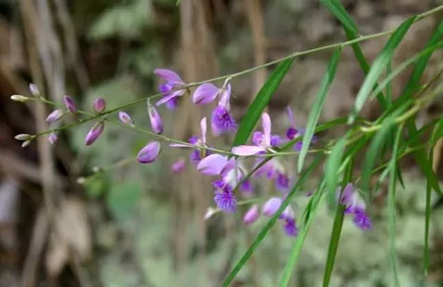 一吹即散的蒲公英图片,一吹就散的蒲公英什么意思