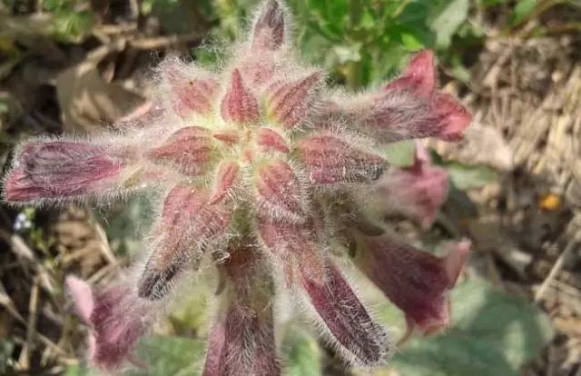 一吹即散的蒲公英图片,一吹就散的蒲公英什么意思