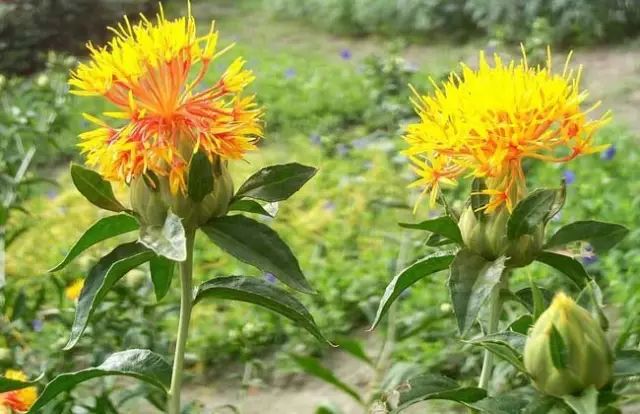 一吹即散的蒲公英图片,一吹就散的蒲公英什么意思