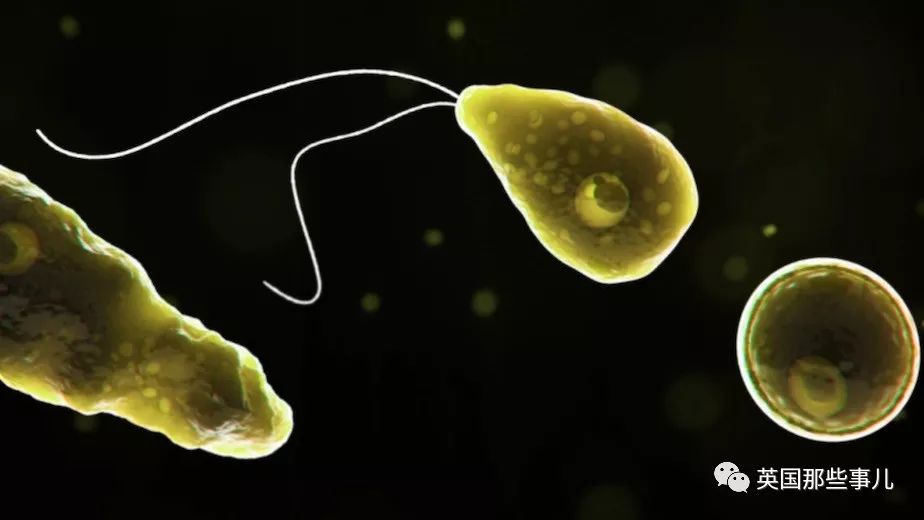 大爷感染食脑虫后一命呜呼，居然是因为游泳时呛了一口水