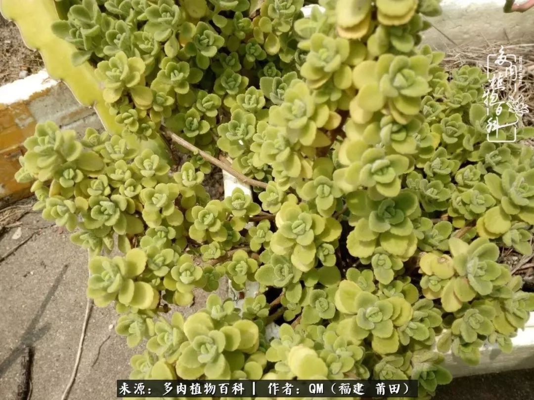 无尽的多肉！陪我走过七年人生之旅