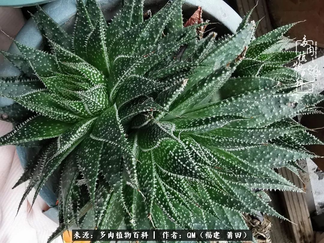 无尽的多肉！陪我走过七年人生之旅