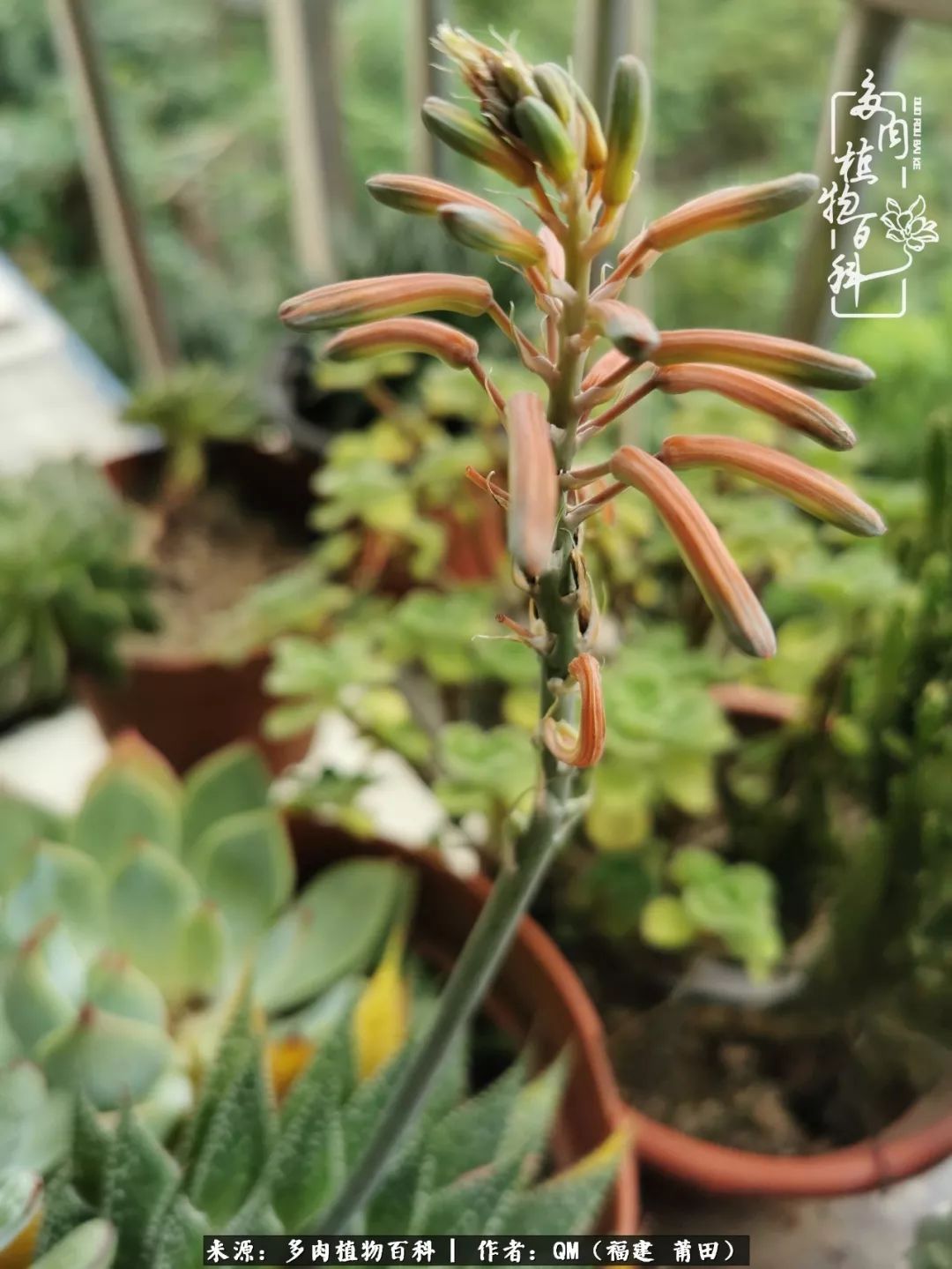 无尽的多肉！陪我走过七年人生之旅