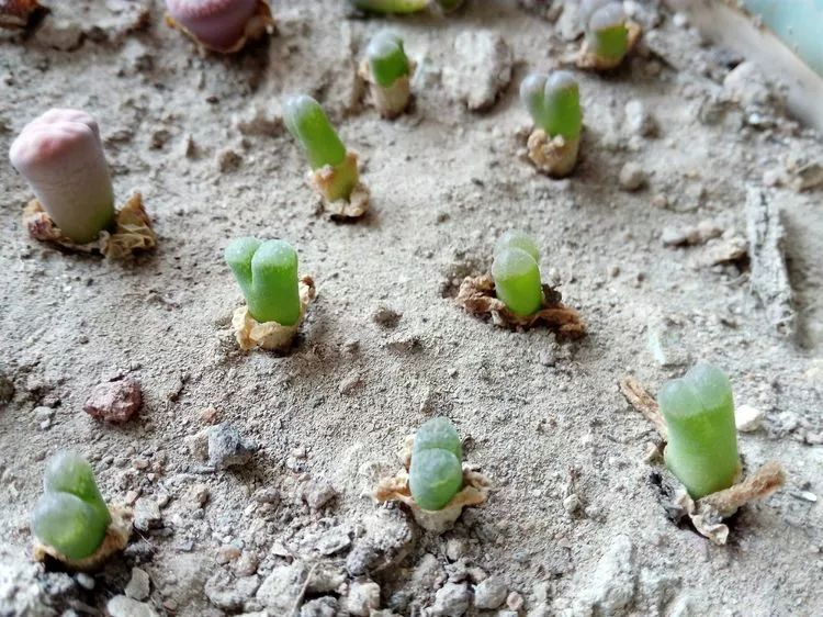 无尽的多肉！陪我走过七年人生之旅