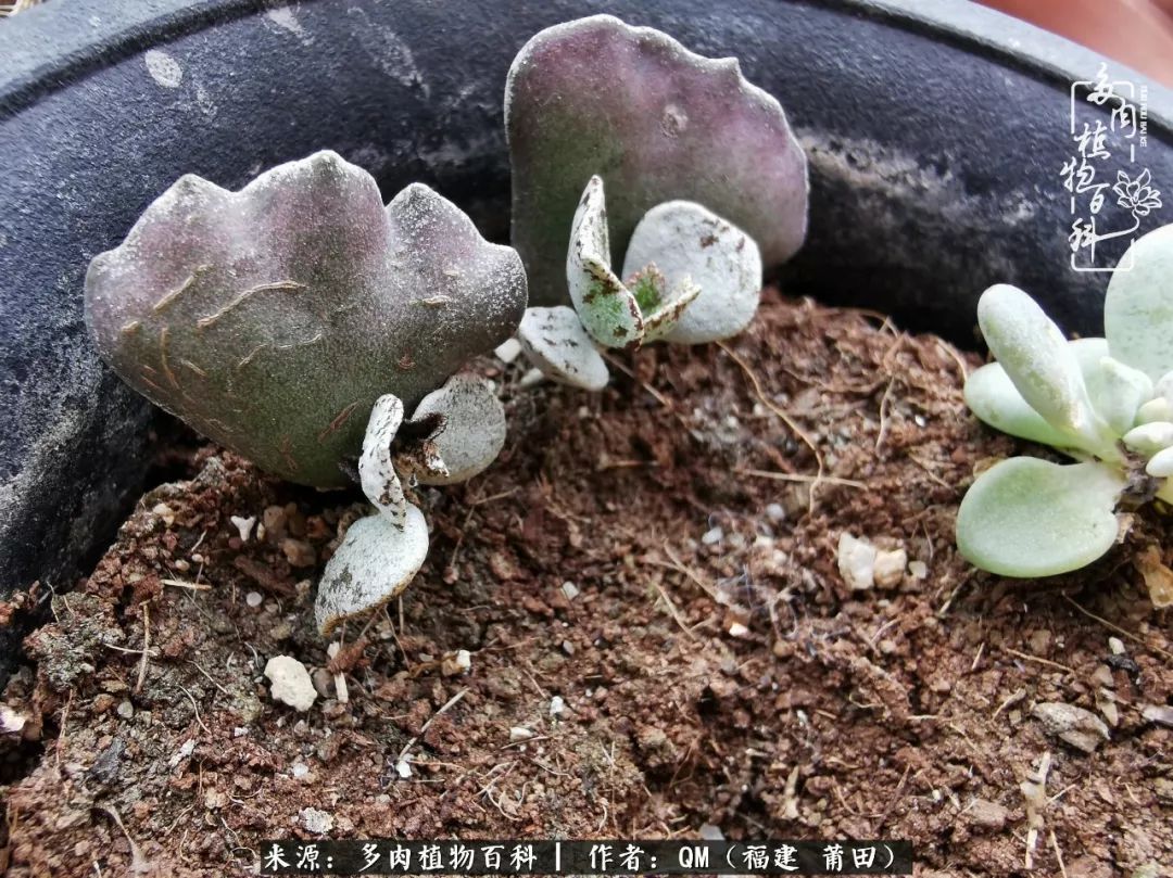 无尽的多肉！陪我走过七年人生之旅