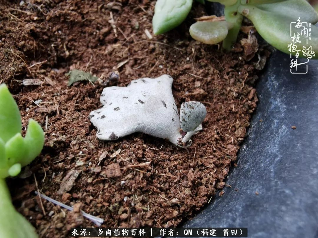 无尽的多肉！陪我走过七年人生之旅