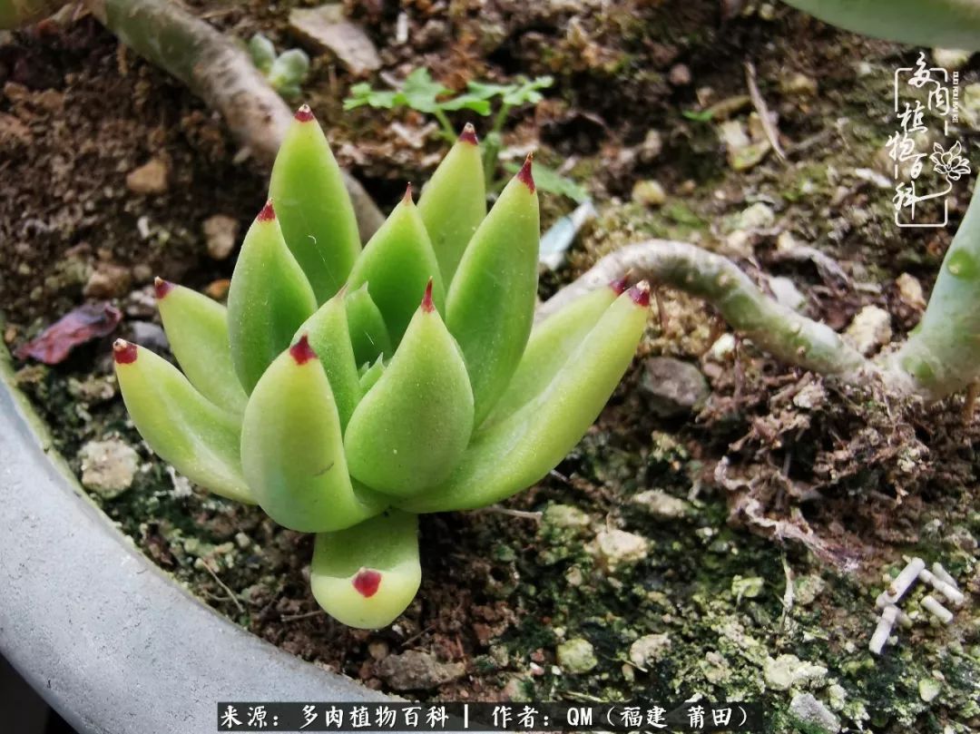 无尽的多肉！陪我走过七年人生之旅