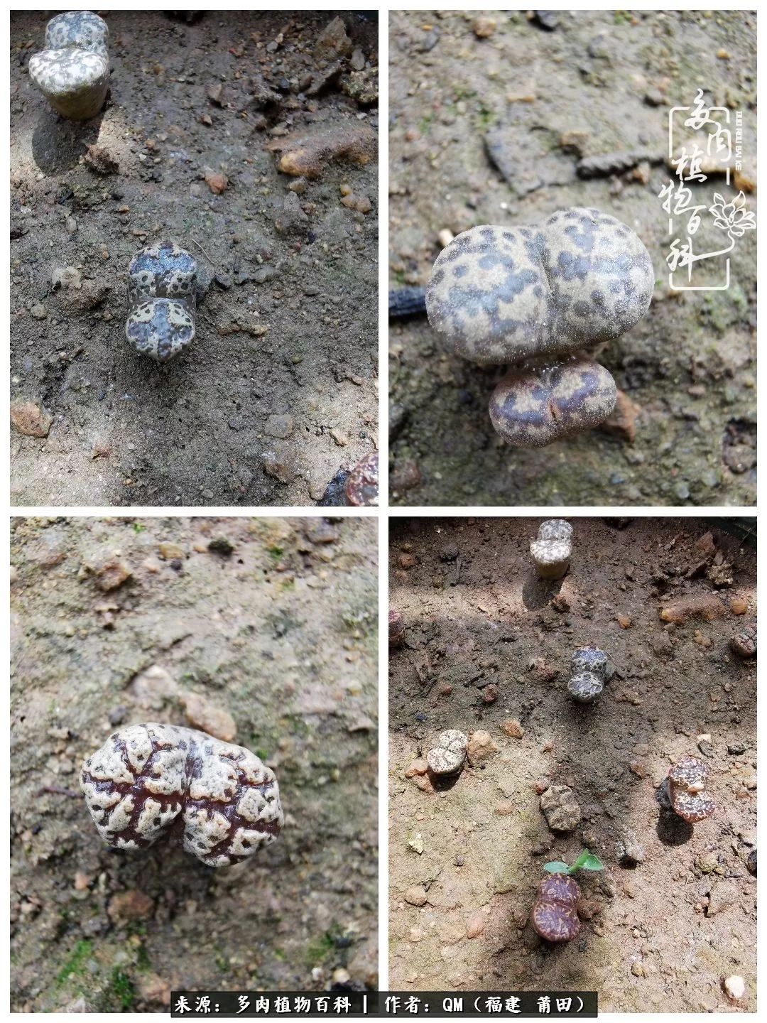 无尽的多肉！陪我走过七年人生之旅