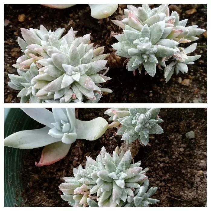 无尽的多肉！陪我走过七年人生之旅