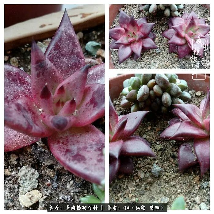 无尽的多肉！陪我走过七年人生之旅