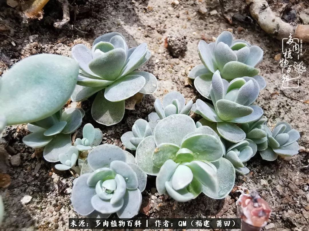 无尽的多肉！陪我走过七年人生之旅