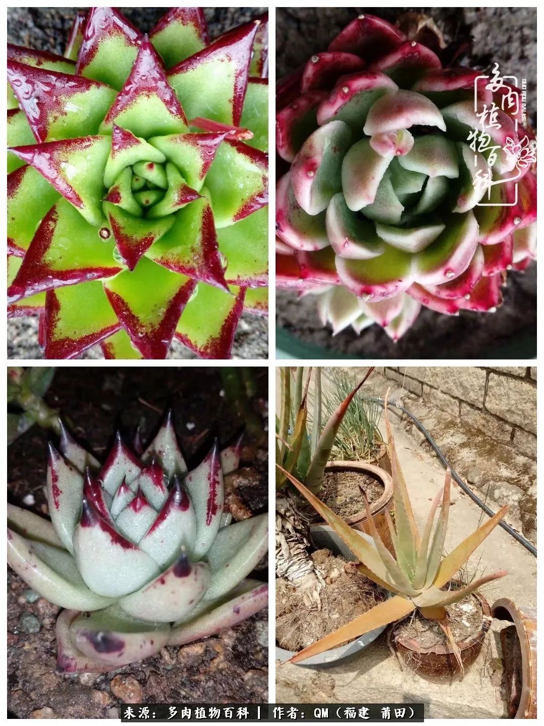 无尽的多肉！陪我走过七年人生之旅