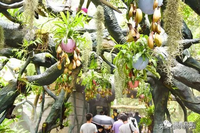 清凉一夏打卡,广东清凉好去处古龙峡