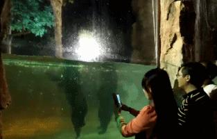 上海动物园有什么好去处,上海动物园免费参观攻略