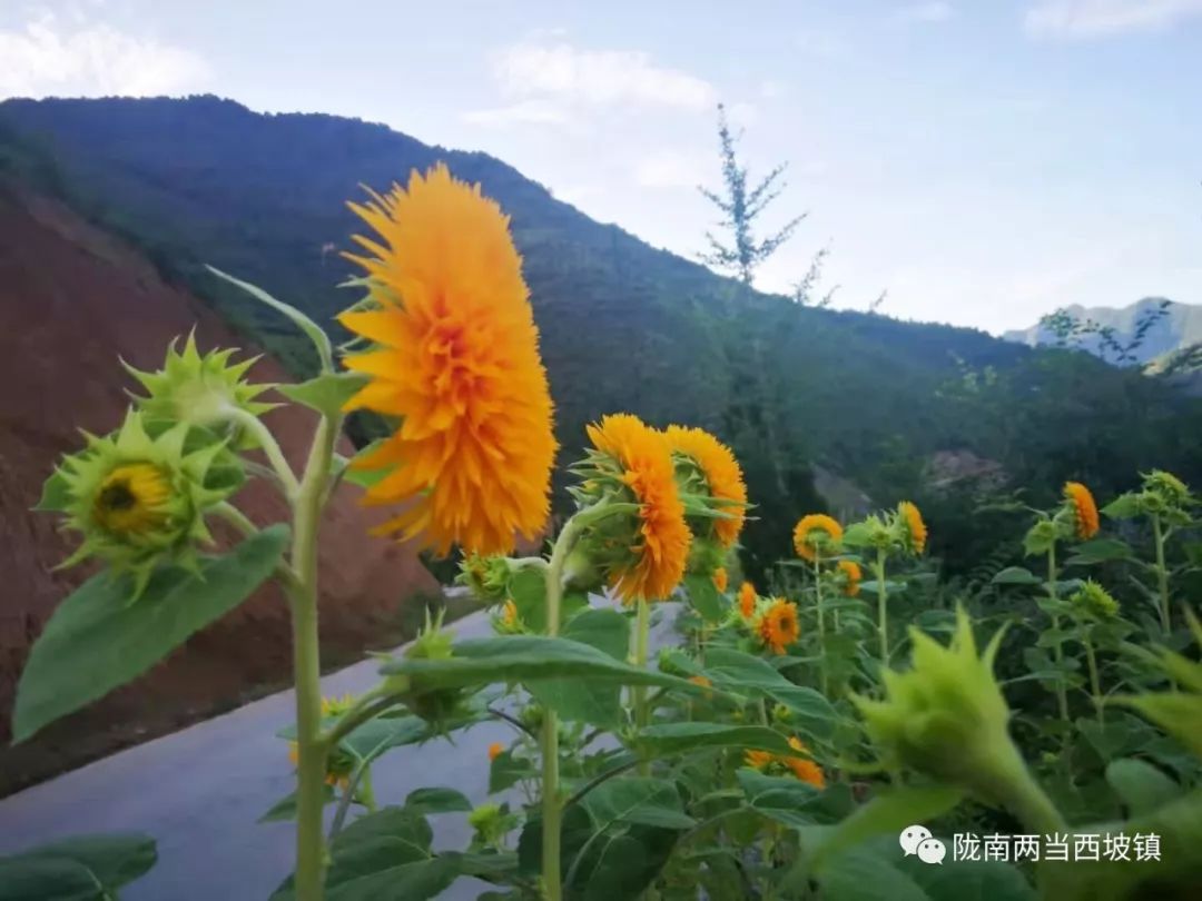 新型土地流转合作社,合作社带动农户土地流转